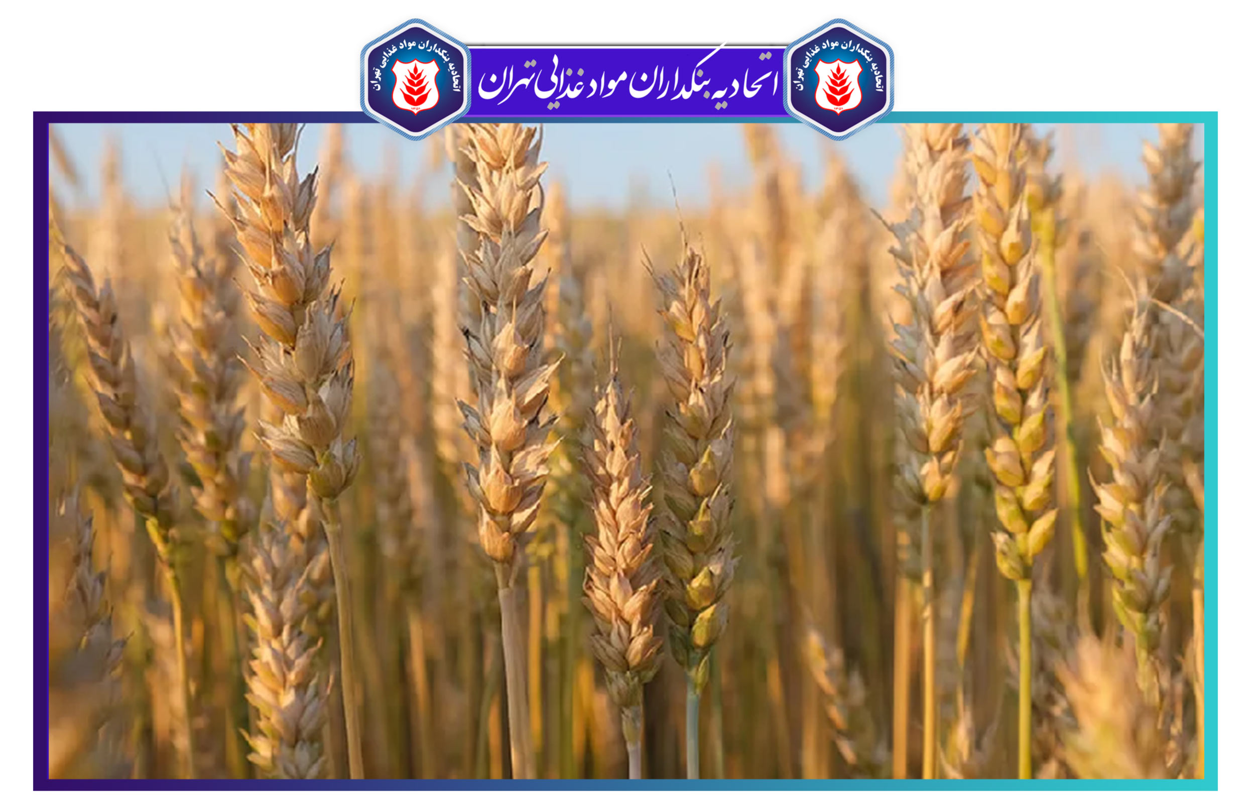 مطالبات گندمکاران تا پایان شهریور ماه پرداخت میشود