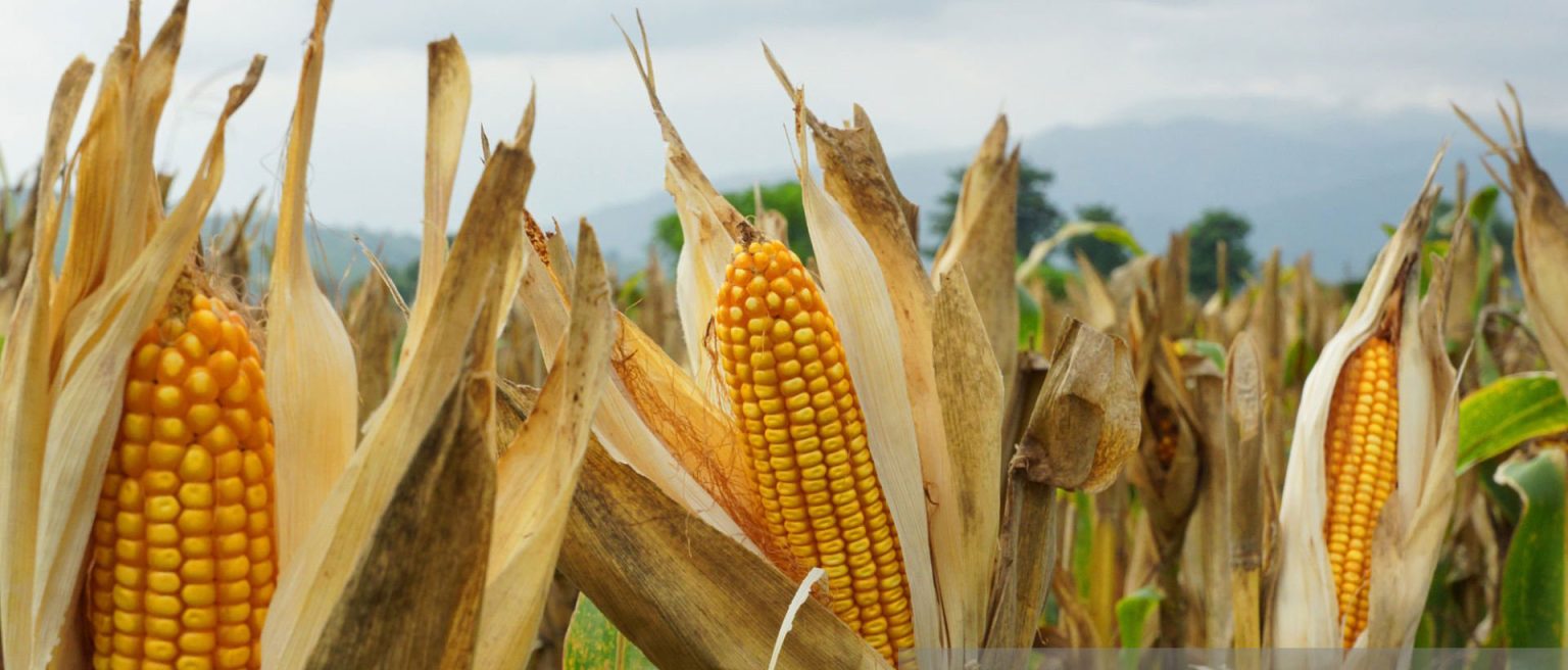 ایران از ۱۵ کشور ذرت دامی می‌خرد / امارات و ترکیه صدرنشین صادرات به ایران