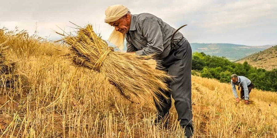 از آغاز فصل خرید تا کنون؛ بیش از ۲۰۶ هزار تن گندم از کشاورزان خوزستانی خریداری شد