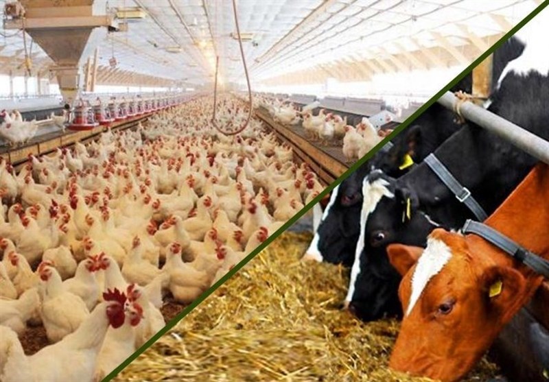 فرمولاسیون جدید خوراک دام تغییرات اقلیمی را کاهش میدهد