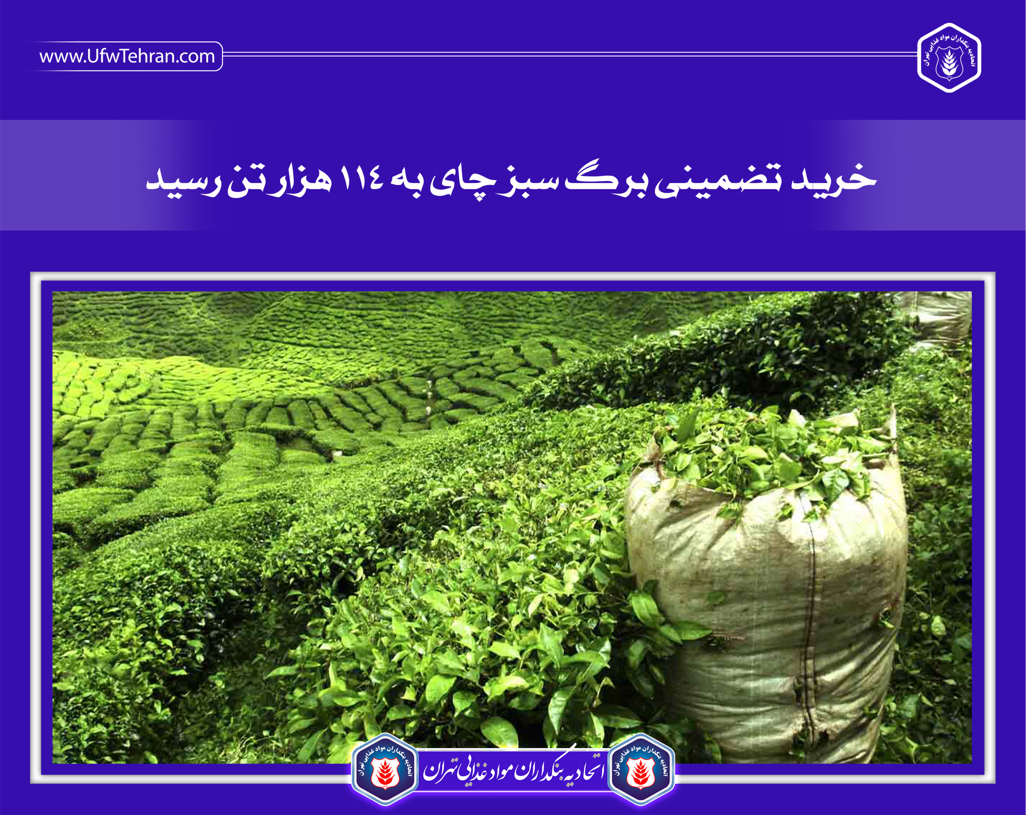 خرید تضمینی برگ سبز چای به ۱۱۴ هزار تن رسید