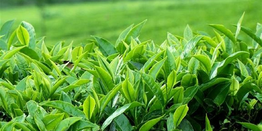 مدیراجرایی سندیکای چای: پرداخت ۶۶ درصد مطالبات چایکاران