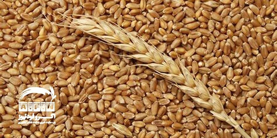 سطح زیرکشت گندم به ۶ میلیون و ۴۰ هزارهکتار رسید