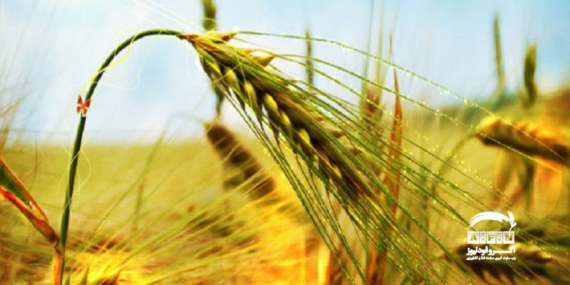 دستورالعمل خرید تضمینی گندم سال زراعی ۱۴۰۴-۱۴۰۳ ابلاغ شد