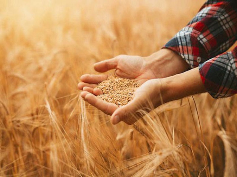پرداخت بهموقع مطالبات گندمکاران توسط دولت چهاردهم؛ ارتقای امنیت غذایی و برنامه ریزی تولید