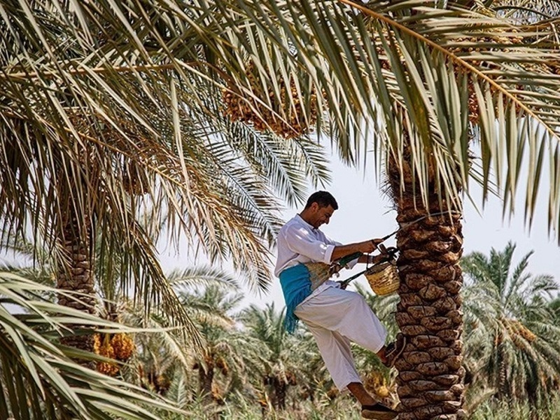۴۵ درصد تولید نخلستانهای هرمزگان، صادراتی است
