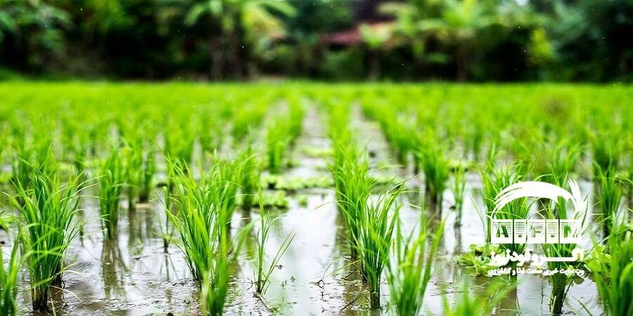 تولید برنج هیبرید در دستور کار وزارت جهاد کشاورزی