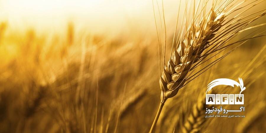 مجری طرح گندم وزارت جهاد: سهم گندم از طرح جهش دیمزارها ۳.۵ میلیون هکتار است