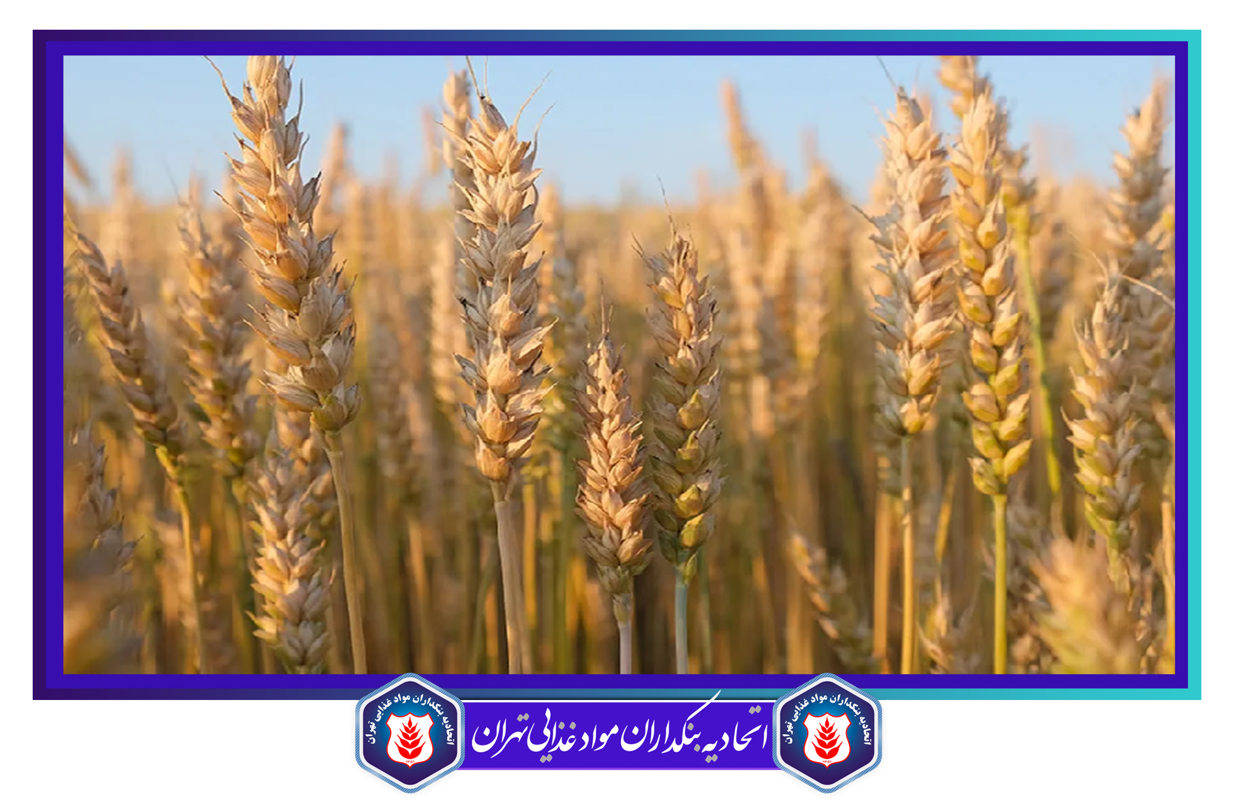 هشتادو چهار درصد برآورد خرید گندم در کردستان محقق شده است