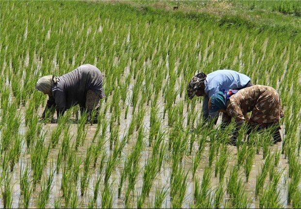 پیش بینی تولید ۲ میلیون و ۲۰۰ هزارتن برنج برای امسال
