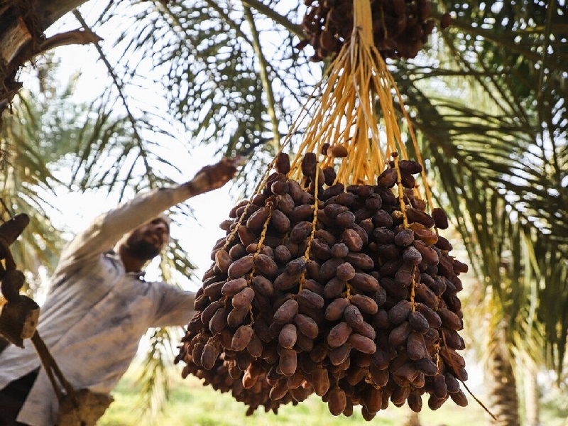 ضرورت خرید و ذخیره سازی ۳۰۰ تن خرما برای تنظیم بازار
