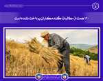 ۱۲۰ همت از مطالبات گندمکاران پرداخت نشده است