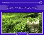 خرید تضمینی برگ سبز چای به ۱۱۴ هزار تن رسید