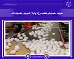 خرید حمایتی تخم‌مرغ تا پایان شهریور تمدید شد