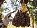 ضرورت خرید و ذخیره سازی ۳۰۰ تن خرما برای تنظیم بازار