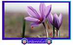 تعیین عیارسنجی و شناسایی ناخالصی زعفران با دستگاه آنالیزور ایرانی