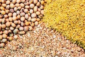 از دلایل گرانی روغن تا چرایی ترخیص نشدن کنجاله های رو به فساد در کشتیها