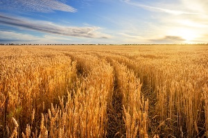 ذخیرهسازی اطمینانبخش گندم و سایر کالاهای اساسی در کشور