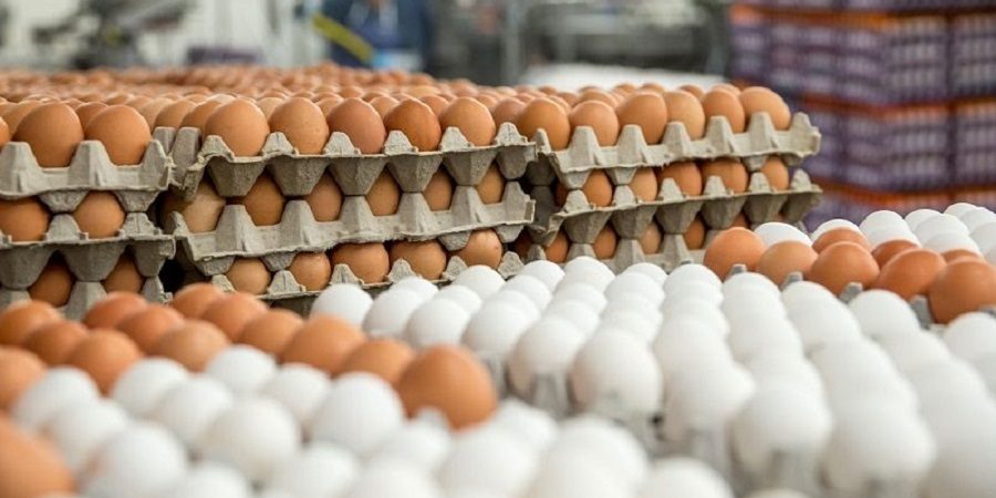 کاهش ۵۰ درصدی قیمت تخم مرغ / کاهش ۳۰ درصدی صادرات به عراق