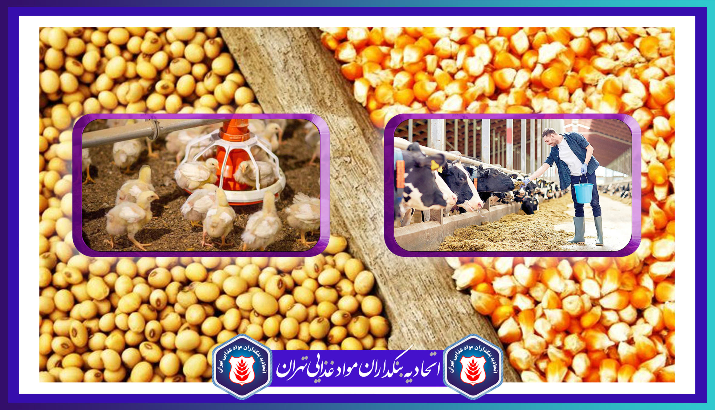 نهادههای دام و طیور برای ۵ ماه آینده تامین شد