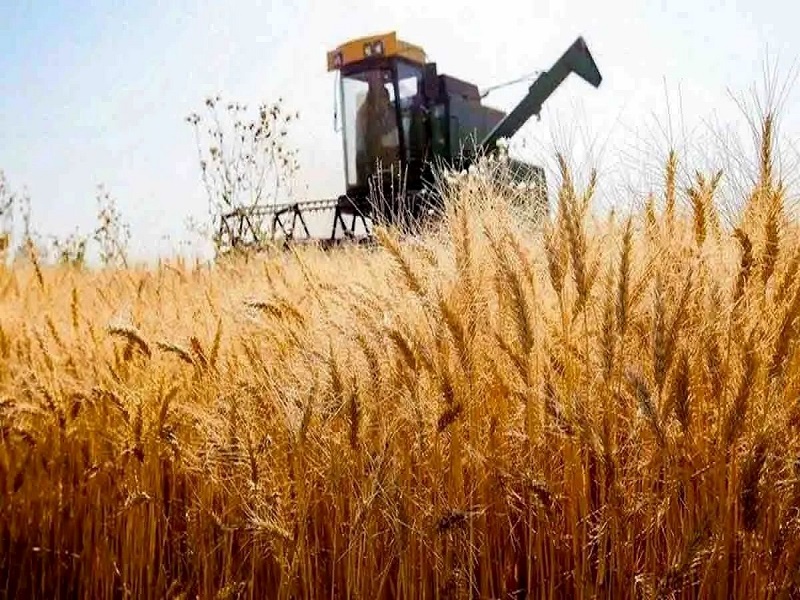 فروش گندم یارانه‌ای صرفاً برای مصارف خبازی مجاز شد