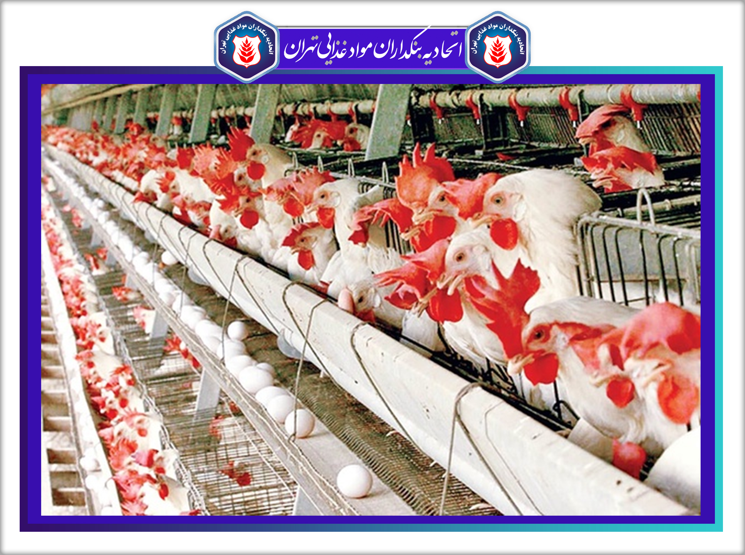 دفع ضرر از تولیدکنندگان تخم مرغ